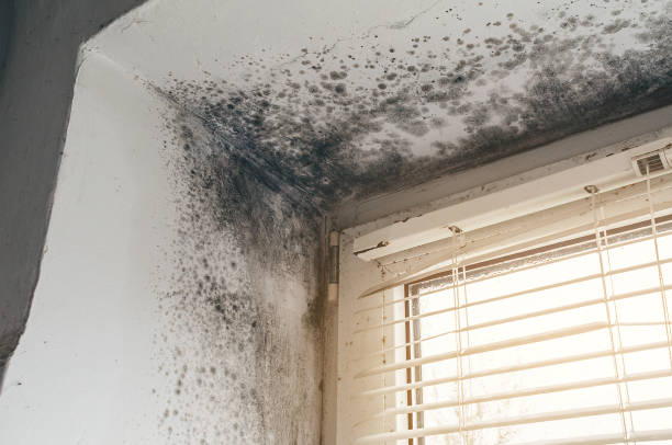 Affordable Mold Remediation solutions in Somerville, TX
